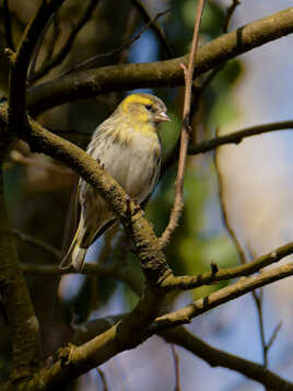 Tarin des aulnes ♀