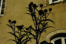 Ombres chinoises sur vieux murs