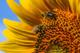 La tète dans le pollen