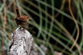 Il est revenu mon copain le troglodyte