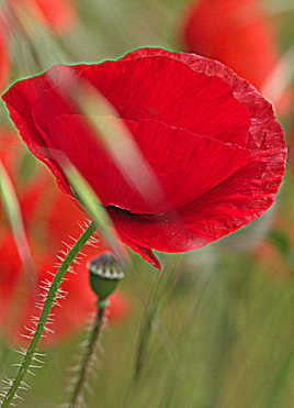 quel beau coquelicot