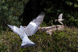 Viré par un gros... et en plus il pleut