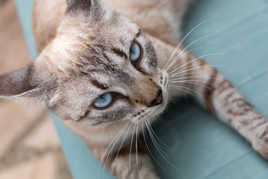 Les yeux dans les yeux