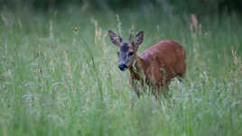 Jeune chevreuil dans les hautes herbes