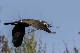 Transport sans carburant