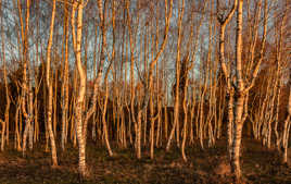 j'ai trouvé des p'tits boulots au soleil