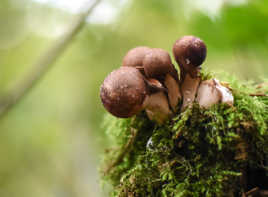 champignons des bois.8