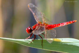 Sympétrum rouge sang
