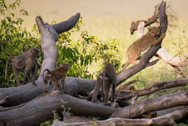 Attaque de babouins sur un lionceau
