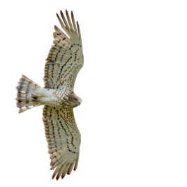 Le vol de Jean (Le blanc)