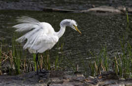 Grande aigrette.