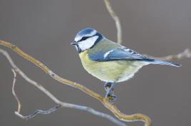 Mésange bleue 2