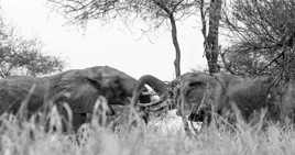 Qui aura le dernier mot ?