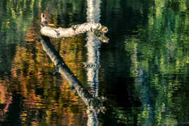 reflet d'automne