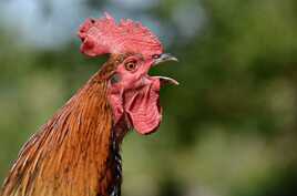 Et moi, je chante, je chante, je chante...