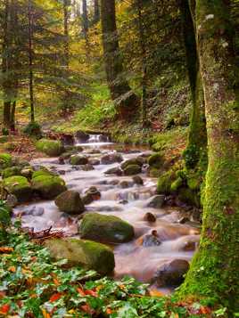 Le ruisseau des Glaisins