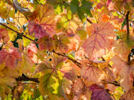 Feuilles de vigne