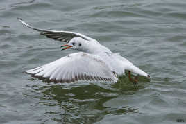 l'envole de la mouette