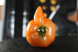 Tomate de mon jardin