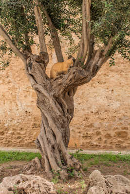 Sur un arbre perché