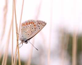 papillon bleu 3