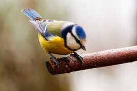 Mésange bleue