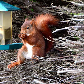 Ce n'est pas que pour les oiseaux