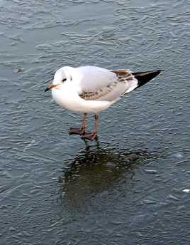 Réchauffememt climatique