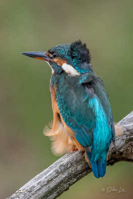 Martin pêcheur d'Europe