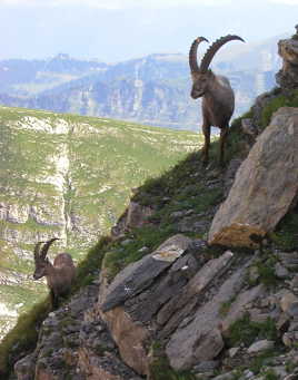 ibex ruta