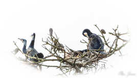 Arbre aux cormorans