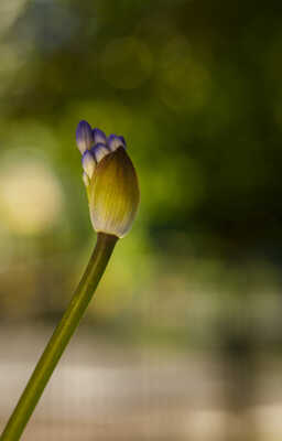 L’anthèse de l'Agapanthe