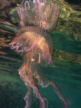 Mauvaise fréquentation !