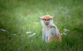 Tu viens jouer avec moi ?...