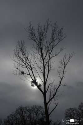 Le soleil est dans le gui