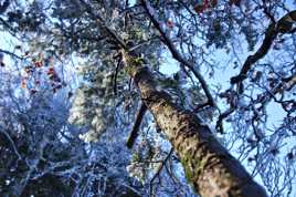 Forêt couverte de givre