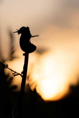Sortie crépusculaire