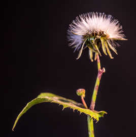 Aigrettes du Pissenlit