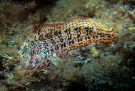 Blennie Pilicorne.....