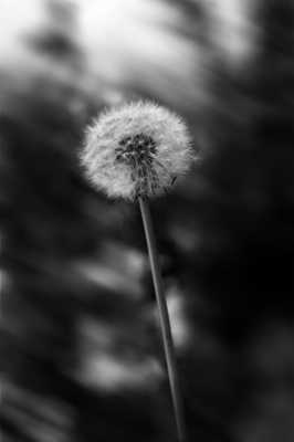 Pissenlit black nature