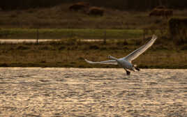 cygne .