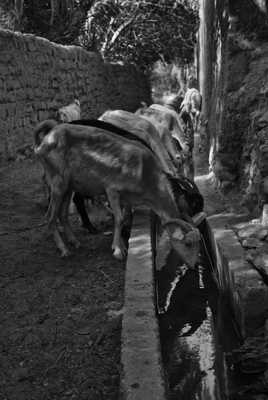 chèvres au abreuvoir.