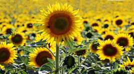 Tournesols