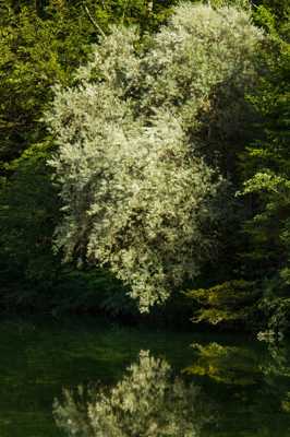 Arbre blanc et son reflet