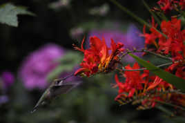 Colibri dans les crocosmias