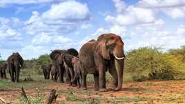 La marche des éléphants en Afrique
