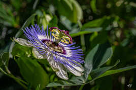 PASSIFLORE