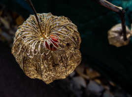lanternes au dessus du bucher