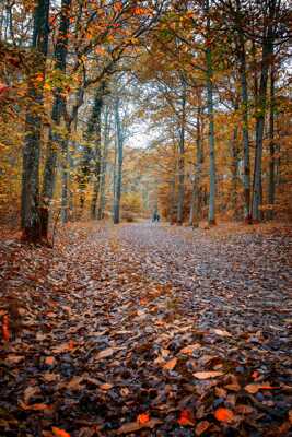 Promenade automnale