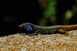 Lézard des Canaries